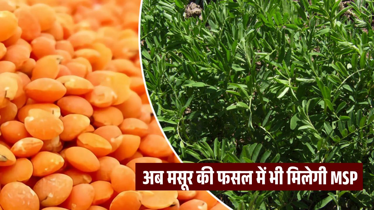 अब मसूर की फसल में भी मिलेगी MSP